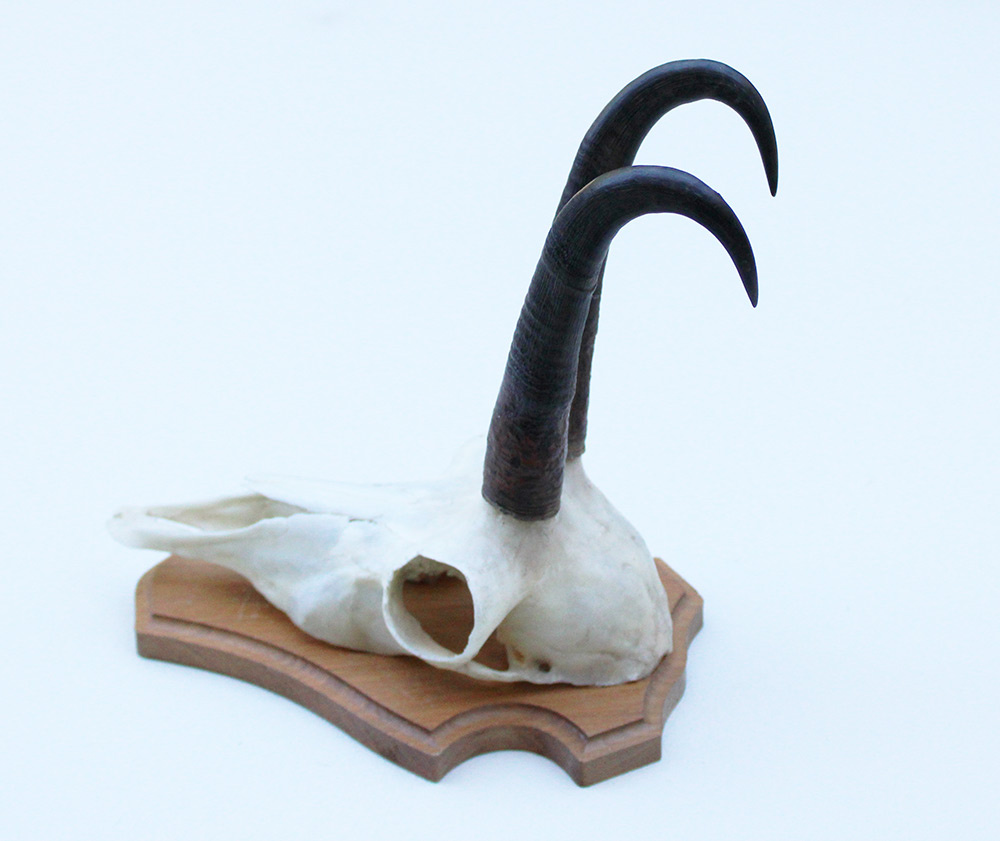 GEMS hoorns / gewei op licht houten schild