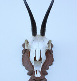 GEMS hoorns / gewei op bewerkt schild