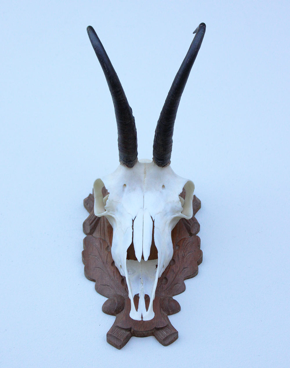 GEMS hoorns / gewei op bewerkt schild