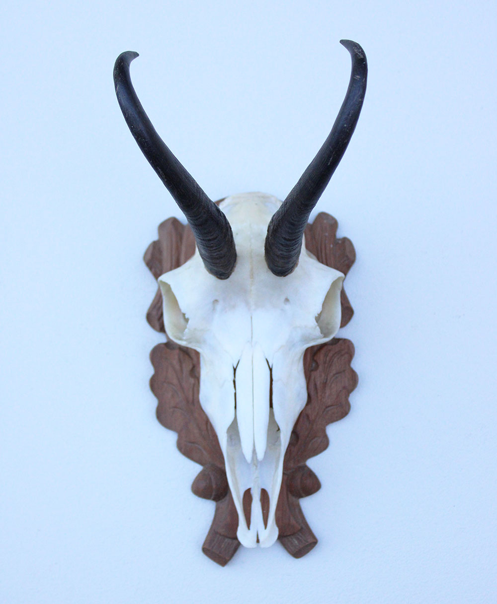 GEMS hoorns / gewei op bewerkt schild