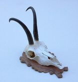 GEMS hoorns / gewei op bewerkt schild