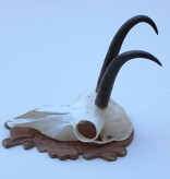 GEMS hoorns / gewei op bewerkt schild