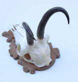 GEMS hoorns / gewei op bewerkt schild