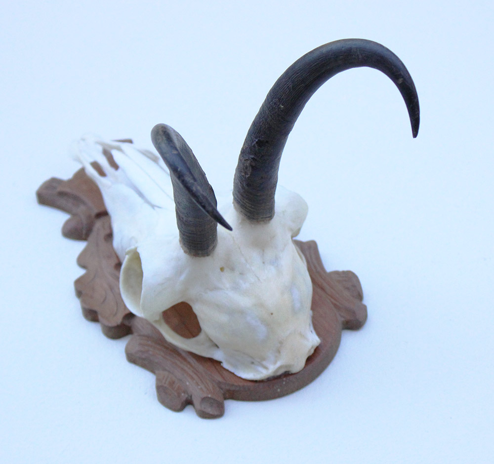 GEMS hoorns / gewei op bewerkt schild