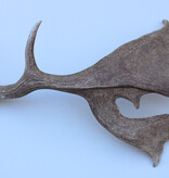 Grote DAMHERT GEWEI AFWERP STANG - ± 1,5 kg - 65 cm