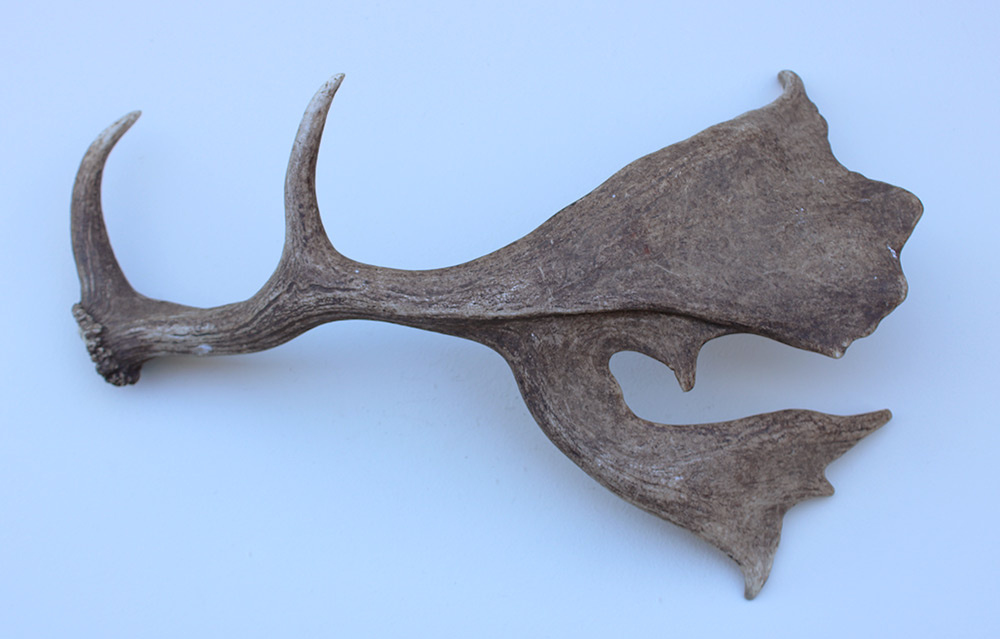 Grote DAMHERT GEWEI AFWERP STANG - ± 1,5 kg - 65 cm