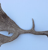 Grote DAMHERT GEWEI AFWERP STANG - ± 1,5 kg - 65 cm