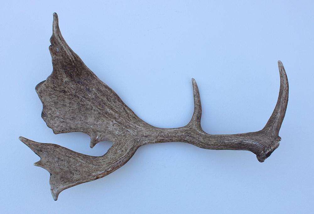Grote DAMHERT GEWEI AFWERP STANG - ± 1,5 kg - 65 cm