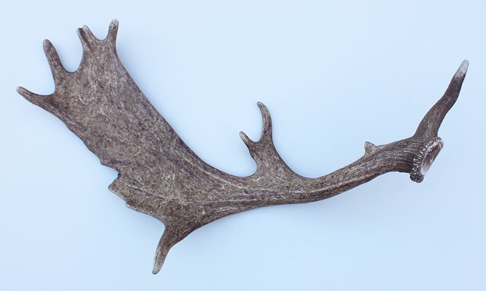 Grote DAMHERT GEWEI AFWERP STANG - ± 1,5 kg -72 cm