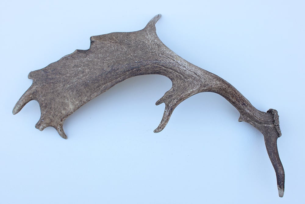 Grote DAMHERT GEWEI AFWERP STANG - ± 1,5 kg -72 cm