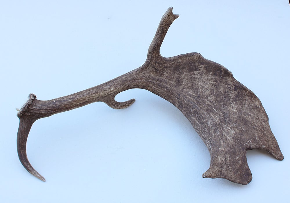 Grote DAMHERT GEWEI AFWERP STANG - ± 1,5 kg - 70 cm