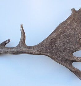 Grote DAMHERT GEWEI AFWERP STANG - ± 1,5 kg - 65 cm  - ref.  S