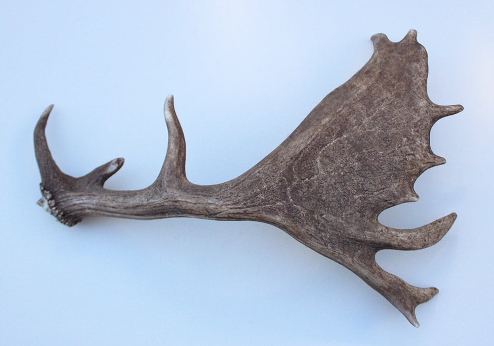 Grote DAMHERT GEWEI AFWERP STANG - ± 1,5 kg - 65 cm