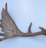 Grote DAMHERT GEWEI AFWERP STANG - ± 1,5 kg - 65 cm