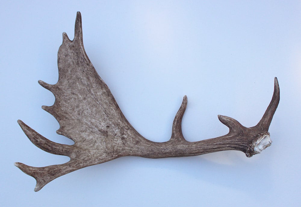 Grote DAMHERT GEWEI AFWERP STANG - ± 1,5 kg - 65 cm