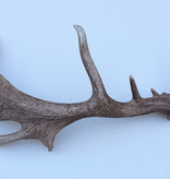 Grote DAMHERT GEWEI AFWERP STANG - ± 1,5 kg - 75 cm