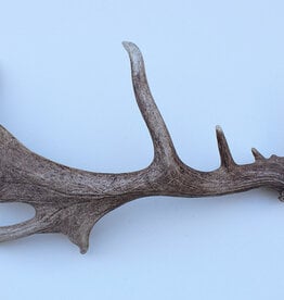 Grote DAMHERT GEWEI AFWERP STANG - ± 1,5 kg - 75 cm  - ref.  M