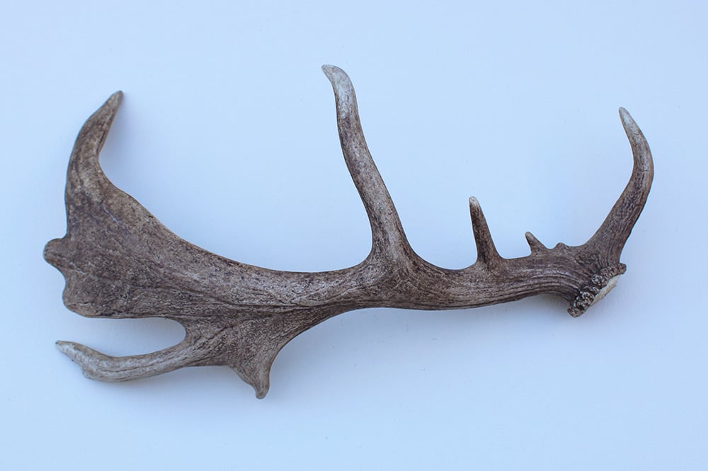 Grote DAMHERT GEWEI AFWERP STANG - ± 1,5 kg - 75 cm