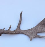 Grote DAMHERT GEWEI AFWERP STANG - ± 1,5 kg - 75 cm