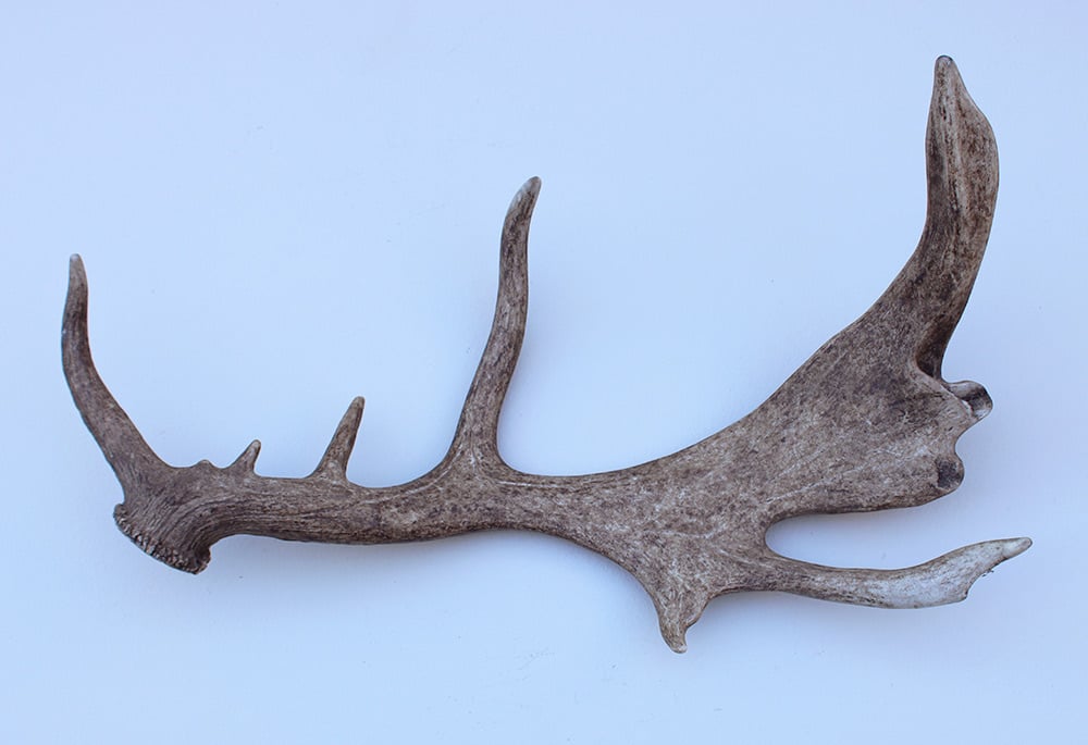 Grote DAMHERT GEWEI AFWERP STANG - ± 1,5 kg - 75 cm