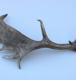 Grote DAMHERT GEWEI AFWERP STANG - ± 1,5 kg - 75 cm  - ref.  N
