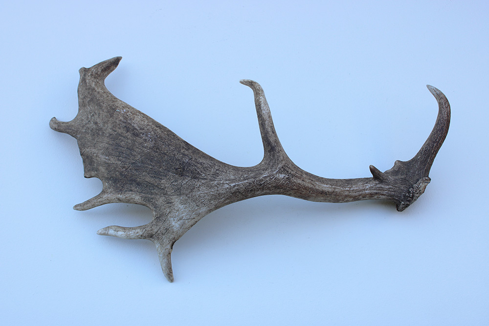 Grote DAMHERT GEWEI AFWERP STANG - ± 1,5 kg - 75 cm