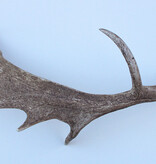 Grote DAMHERT GEWEI AFWERP STANG - ± 1,5 kg - 80 cm