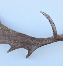 Grote DAMHERT GEWEI AFWERP STANG - ± 1,5 kg - 80 cm  - ref.  O
