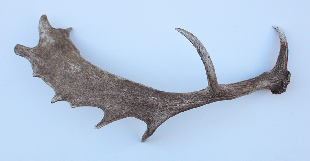 Grote DAMHERT GEWEI AFWERP STANG - ± 1,5 kg - 80 cm