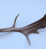 Grote DAMHERT GEWEI AFWERP STANG - ± 1,5 kg - 80 cm