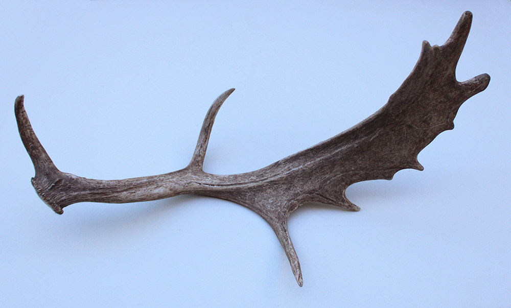 Grote DAMHERT GEWEI AFWERP STANG - ± 1,5 kg - 80 cm