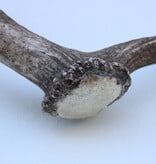Grote DAMHERT GEWEI AFWERP STANG - ± 1,5 kg - 80 cm