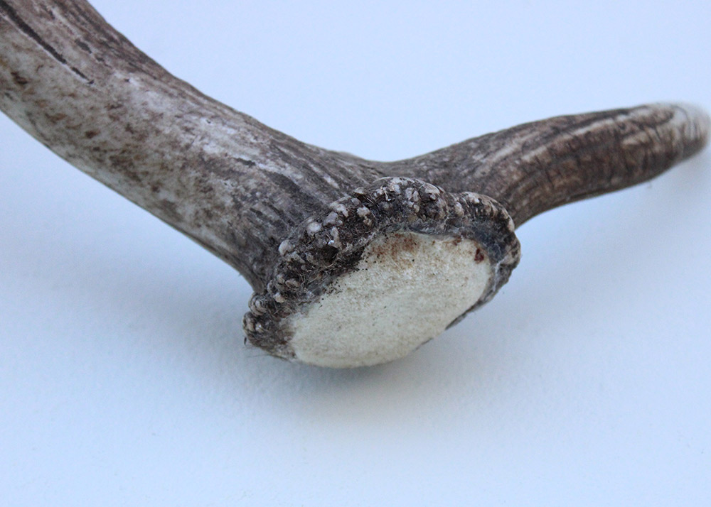Grote DAMHERT GEWEI AFWERP STANG - ± 1,5 kg - 80 cm