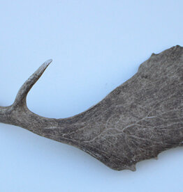 Grote DAMHERT GEWEI AFWERP STANG - ± 1,5 kg - 65 cm  - ref.  P