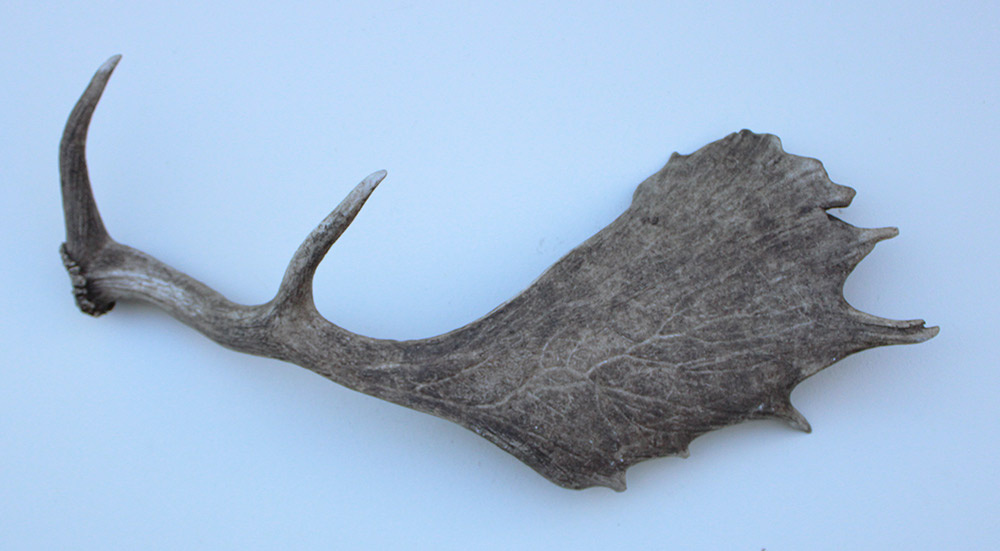 Grote DAMHERT GEWEI AFWERP STANG - ± 1,5 kg - 65 cm