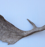 Grote DAMHERT GEWEI AFWERP STANG - ± 1,5 kg - 65 cm