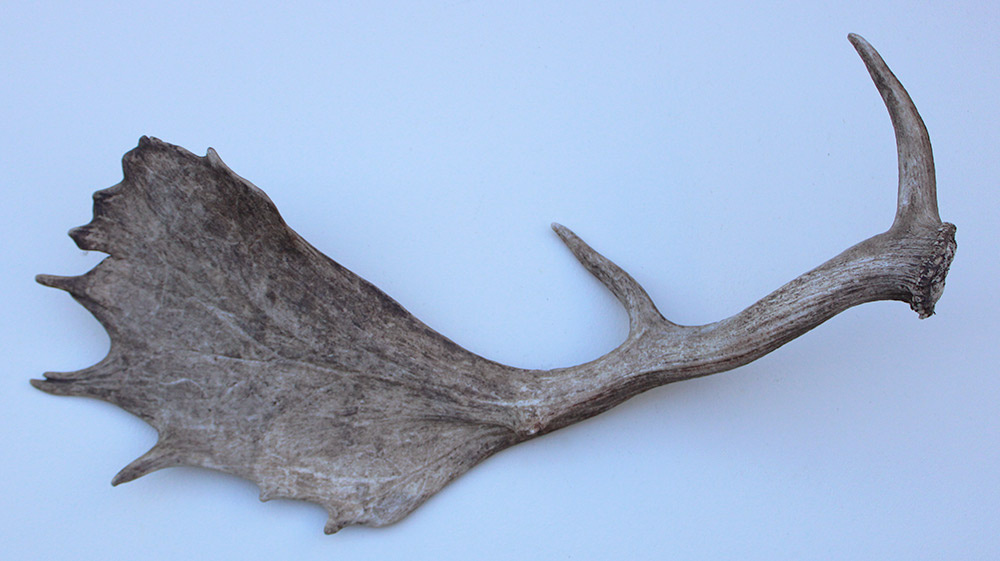 Grote DAMHERT GEWEI AFWERP STANG - ± 1,5 kg - 65 cm