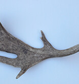 Grote DAMHERT GEWEI AFWERP STANG - ± 2 kg - 78 cm