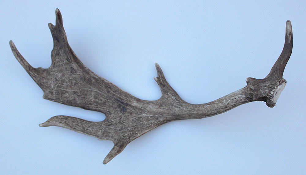 Grote DAMHERT GEWEI AFWERP STANG - ± 2 kg - 78 cm