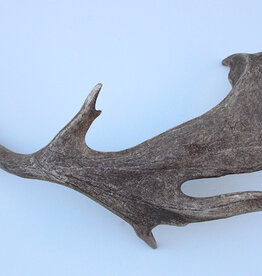 Grote DAMHERT GEWEI AFWERP STANG - ± 2 kg - 78 cm  - ref.  Q