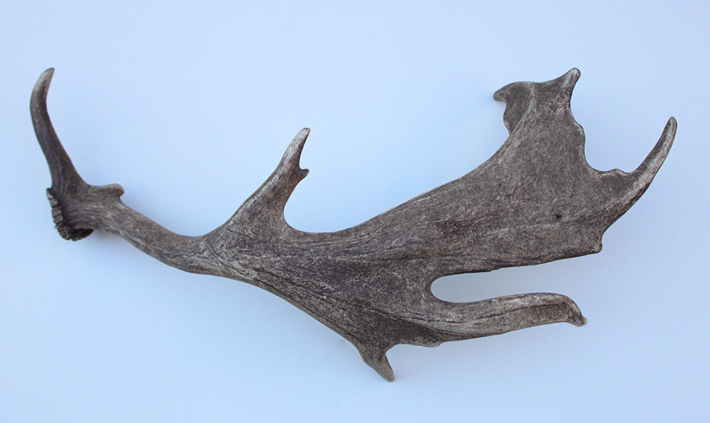 Grote DAMHERT GEWEI AFWERP STANG - ± 2 kg - 78 cm