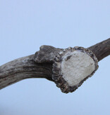 Grote DAMHERT GEWEI AFWERP STANG - ± 2 kg - 78 cm