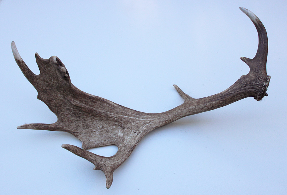 Grote DAMHERT GEWEI AFWERP STANG - ± 1,5 kg - 75 cm