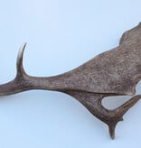 Grote DAMHERT GEWEI AFWERP STANG - ± 1,5 kg - 75 cm