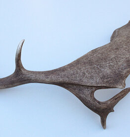 Grote DAMHERT GEWEI AFWERP STANG - ± 1,5 kg - 75 cm  - ref.  R