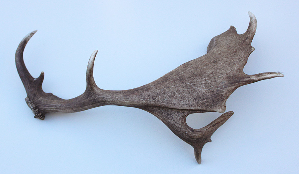 Grote DAMHERT GEWEI AFWERP STANG - ± 1,5 kg - 75 cm