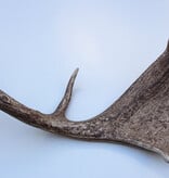 Grote DAMHERT GEWEI AFWERP STANG - ± 1,5 kg - 68 cm