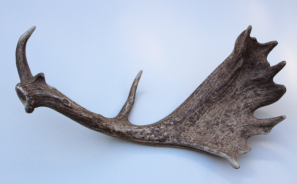 Grote DAMHERT GEWEI AFWERP STANG - ± 1,5 kg - 68 cm