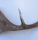 Grote DAMHERT GEWEI AFWERP STANG - ± 1,5 kg - 68 cm