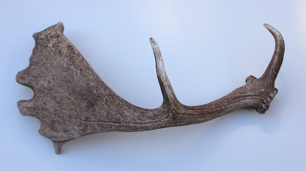 Grote DAMHERT GEWEI AFWERP STANG - ± 1,5 kg - 68 cm